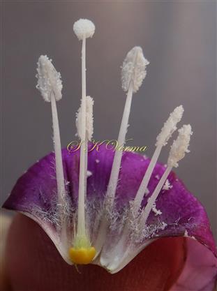  Stamens and Pistil